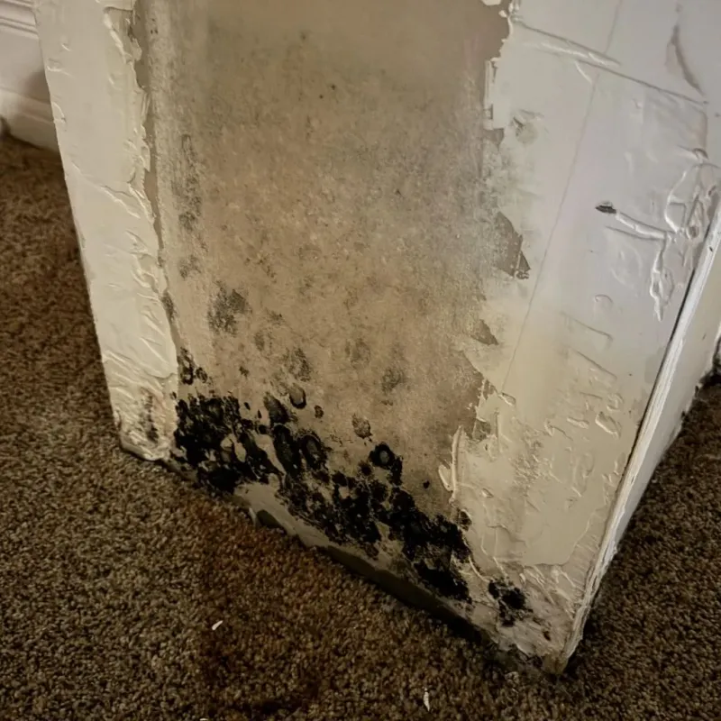 Professional Mold Removal in Belton, TX
